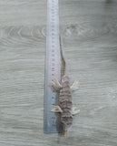 Fisherman's Geeko DG8000
