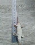Fisherman's Lizard - 8 Colors